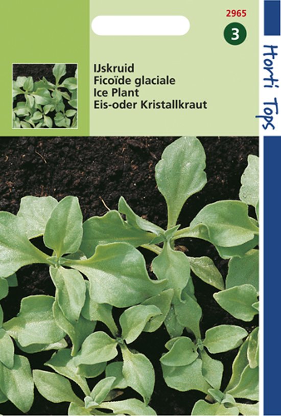 Ice Plant (Mesembryantthemum crystallinum) 500 seeds